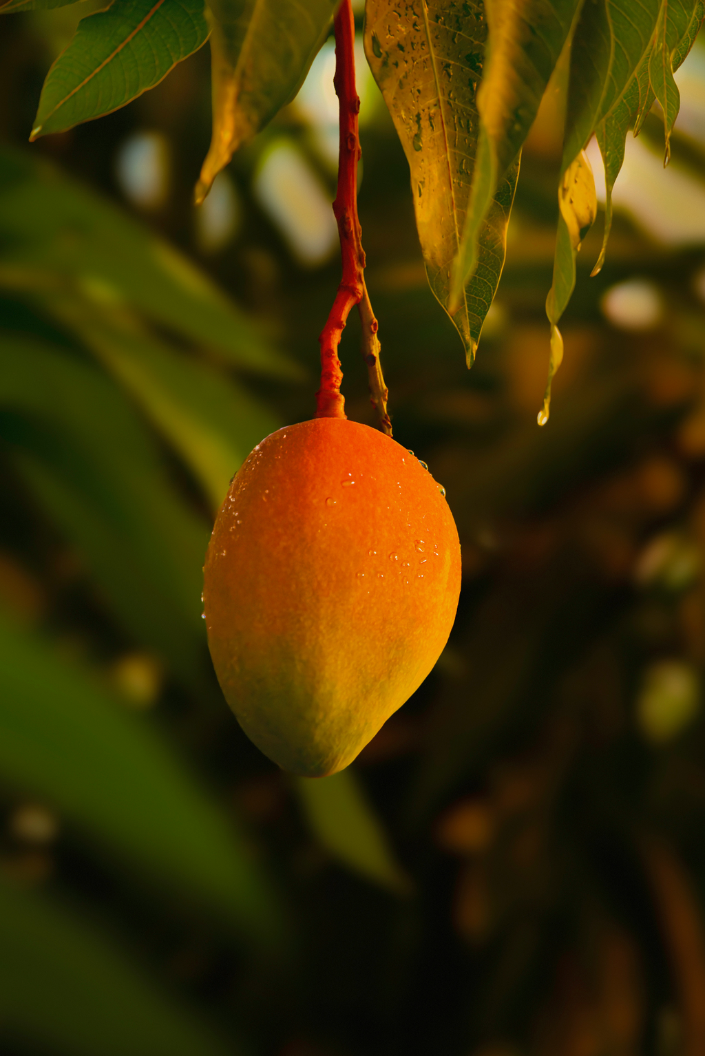 Elegant Guava Mango 25.4 oz All-Purpose Spray Cleaner