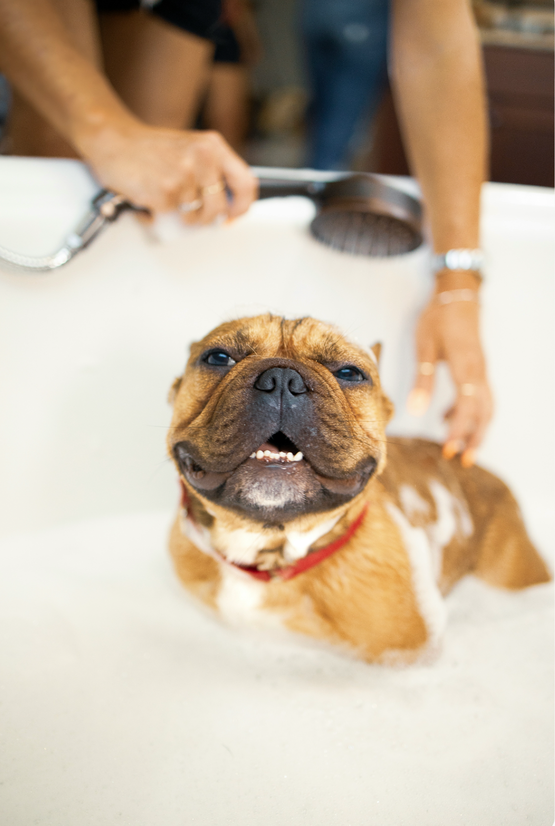 Elegant Sand + Paws Pet Shampoo & Conditioner - Vanilla Coconut